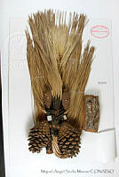 MASM06809 Pinus pringlei.jpg