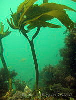 RRR004 Eisenia arborea.jpg