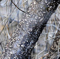 MDLLPG0088 Mimosa polyantha.jpg