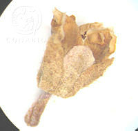 SL3425 Clethra hartwegii.jpg