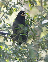 AAKVDH 0058 Cyanocorax beecheii.JPG