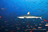 GV0011 Carcharhinus galapagensis.jpg