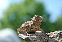 LC01 Phrynosoma orbiculare.jpg