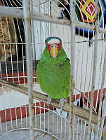 MC03 Amazona albifrons.jpg