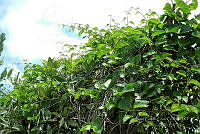LM019 0153 Avicennia germinans.jpg