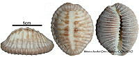 KT014 0841 Pusula solandri.JPG