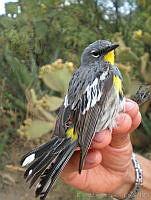 KMS0020 Setophaga coronata.jpg