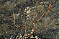 VHL0374 Pituophis vertebralis.jpg