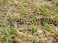 JGGS002 Thamnophis sp..jpg