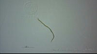 EAMS022 Tricholeiperia sp..jpg