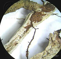 SL2245 Isochilus unilateralis.jpg