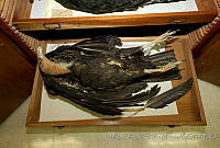 MASM04542 Cathartes aura.jpg