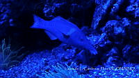 LCF0393 Gomphosus caeruleus.jpg