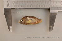RQTG0284 Herichthys cyanoguttatus.jpg