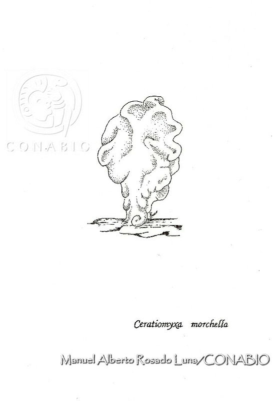 MARL0150%20Ceratiomyxa%20morchella.jpg.jCe3h7z1MVV7jSlhQA3g0JtbmFja29CbnFuZ3NAbXJ6LGtwZwA.5eOeUgx97D