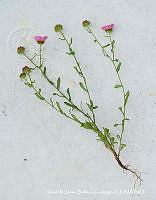 JJBC0339 Xanthisma gymnocephalum.JPG