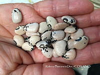 ZG014 0336 Phaseolus_lunatus.jpg