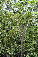 MDLLPG0056 Ficus insipida.jpg