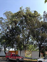 PRB0001 Eucalyptus camaldulensis.jpg