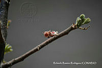 RRR0325 Cyrtocarpa procera.jpg