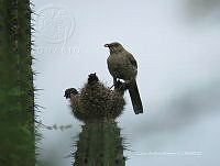 CAR 0011 Toxostoma redivivum.jpg