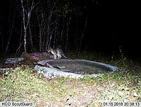 MAGB 0212 Leopardus pardalis.JPG