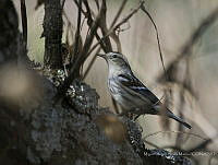 MASM08261 Mniotilta varia.jpg