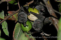 ELC0090 Artibeus jamaicensis.jpg