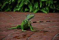 IMC01 Iguana iguana.jpg