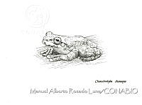 MARL0160 Charadrahyla chaneque.jpg