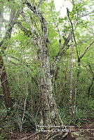 HVBR0084 Beaucarnea recurvata.JPG