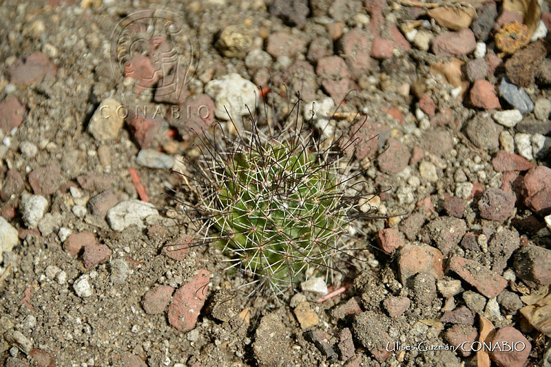 UG0002%20Cumarinia%20odorata.jpg.nyfJruf0MYHlC5lhQA3g0JtbmFja29CbnFuZ3NAbXJ6LGtwZwA.FS621Dq 5i