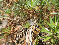 ADJ0370 Hemiargus ceraunus ssp. astenidas.jpg