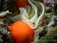 AEG0006 Berthellina ilisima.jpg