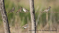 AAKVDH 0452 Chondestes grammacus.JPG