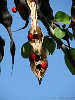 CGL0901 Erythrina americana.jpg