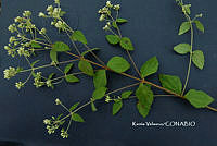 ME010 KV 02187 Calea zacatechichi Schltdl., 1834_.JPG