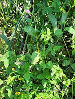 SG019 0111 Tinantia erecta.jpg