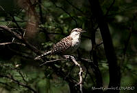 MGaves 1469 Campylorhynchus rufinucha.jpg