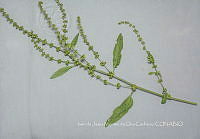 IMDOC4686 Rumex mexicanus.jpg