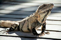 IMDOC6033 Ctenosaura similis.jpg