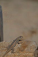 JCAD 019 Sceloporus cozumelae.jpg