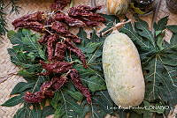 LRP 1692 _Cucurbita, Capsicum_.jpg