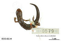 ME006 herp SCLC 0213 Bolitoglossa lincolni - (Stuart, 1943).jpg