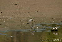 HJ6- 1840- Anarhynchus nivosus.jpg