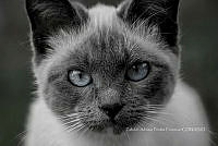 ZAPF0620 Felis catus.jpg