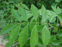 SHSM0092 Pterocarpus rohrii.jpg