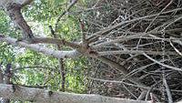 UM002 S0033 Avicennia germinans.jpg