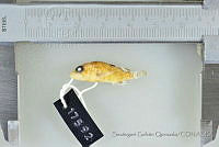 SGQ3352 Scorpaenodes xyris.jpg