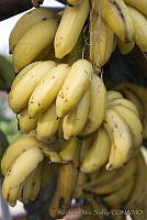 ARS00581 Musa paradisiaca.jpg